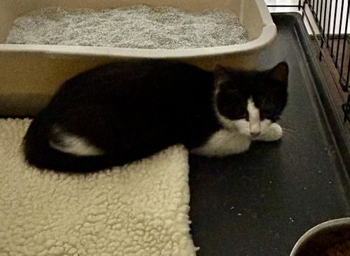 Juniper, a cat for adoption from Midwest Pet Refuge