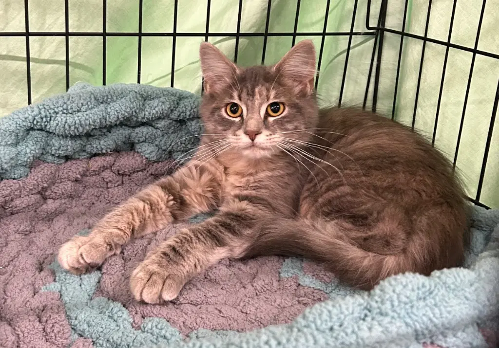 Sage - Domestic Medium Hair