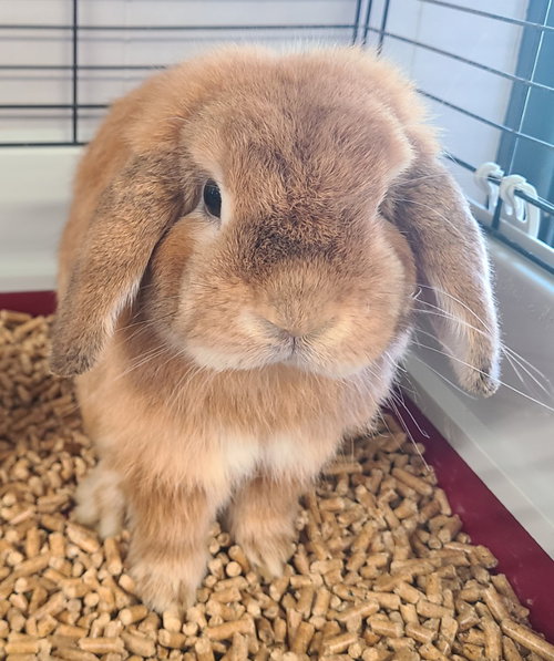 Ivy, a rabbit for adoption from Midwest Pet Refuge