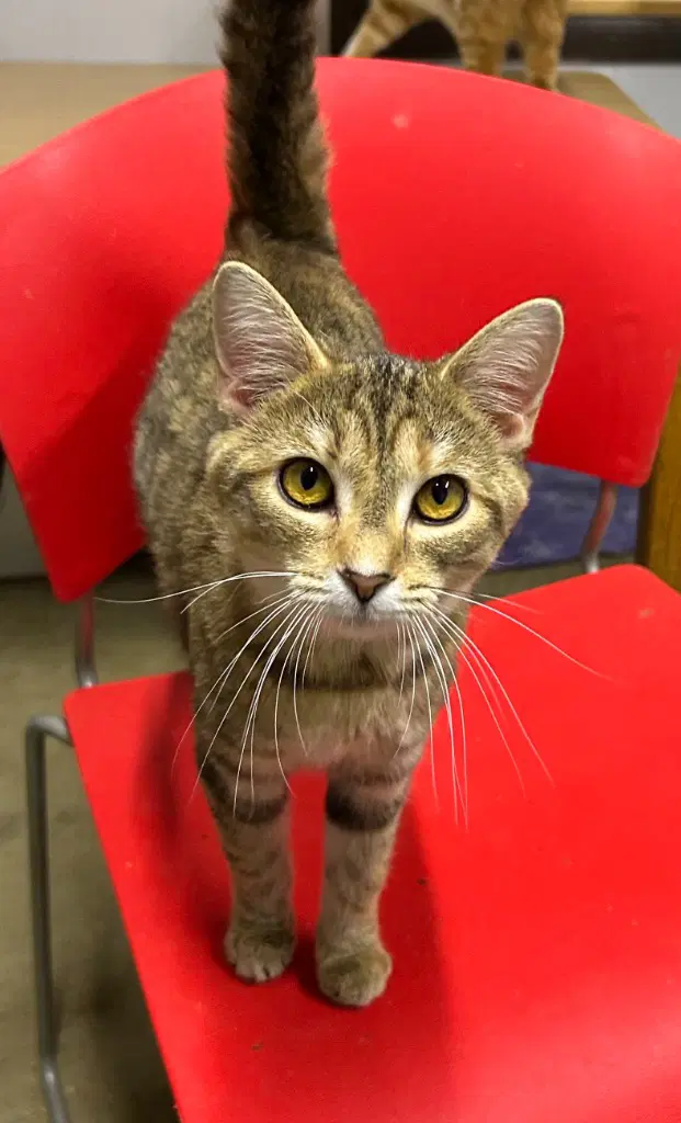 Willa - Domestic Short Hair
