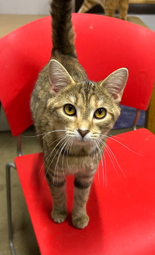 Willa, a cat for adoption from Midwest Pet Refuge