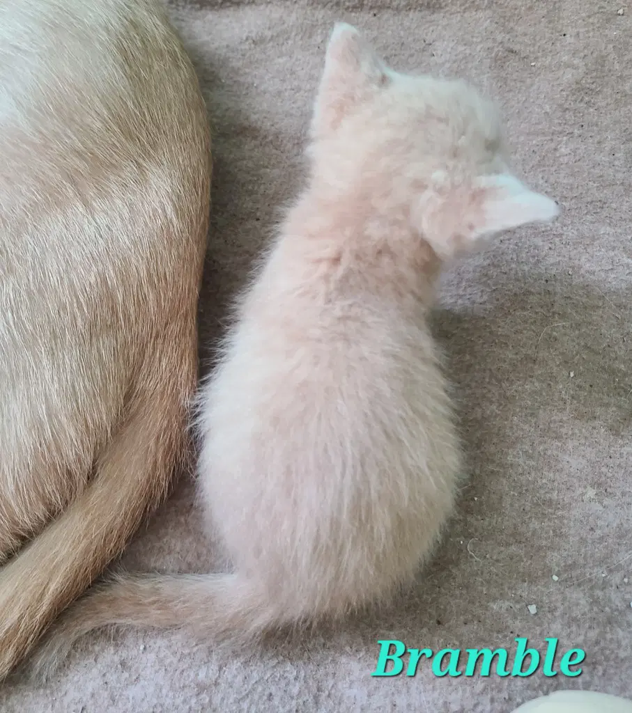 Bramble image 3