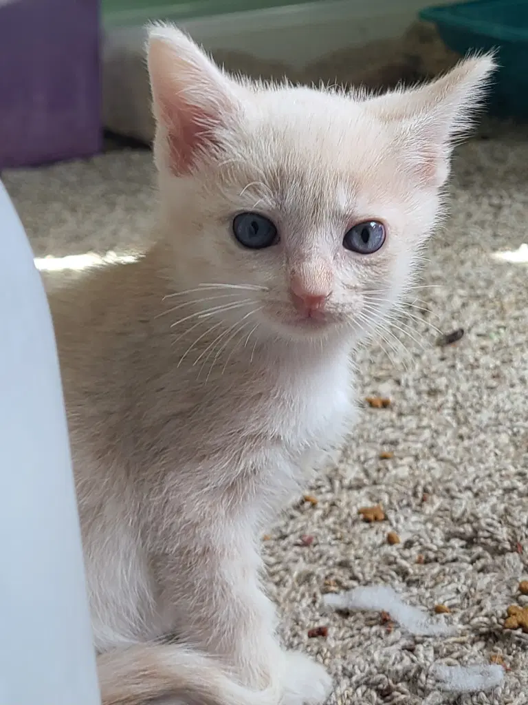 Casey - Domestic Short Hair