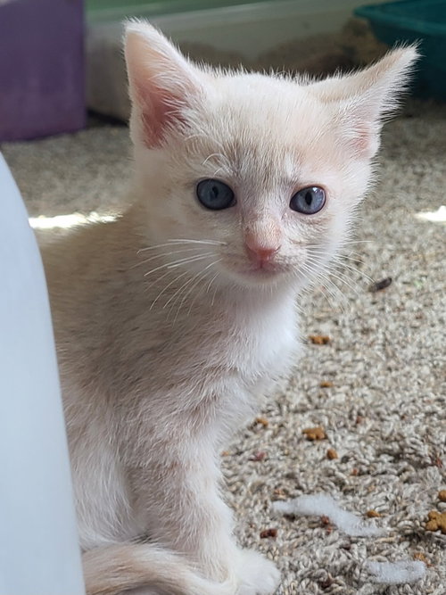 Casey, a cat for adoption from Midwest Pet Refuge