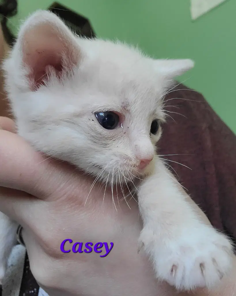 Casey image 4