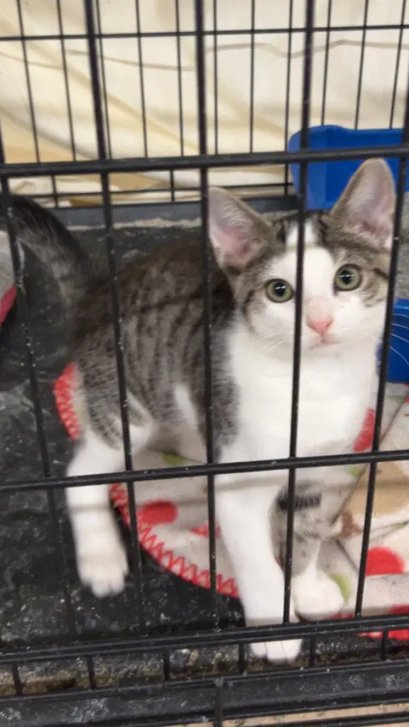 Freedom - Domestic Short Hair