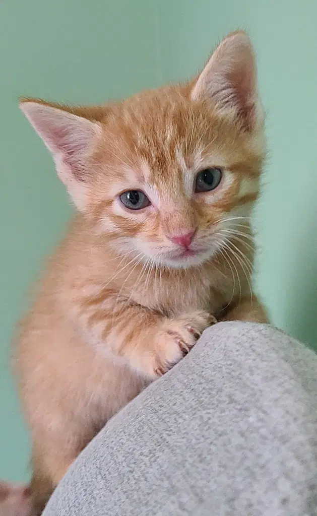 Kudzu - Domestic Short Hair