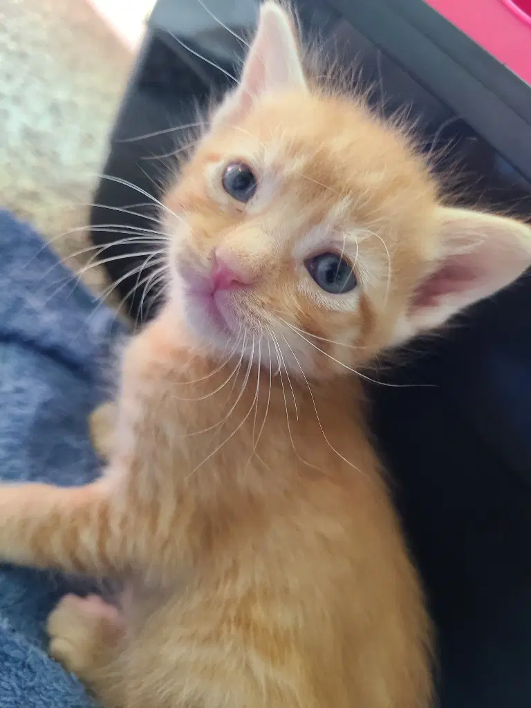 Kudzu image 4