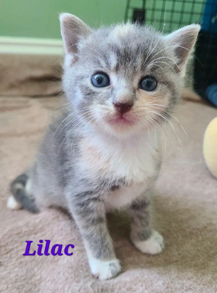 Lilac - Domestic Short Hair
