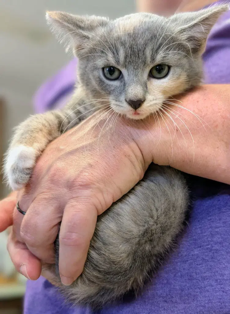 Lilac - Domestic Short Hair
