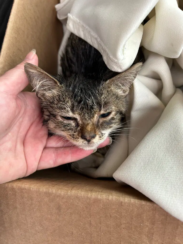 Noah - Domestic Short Hair