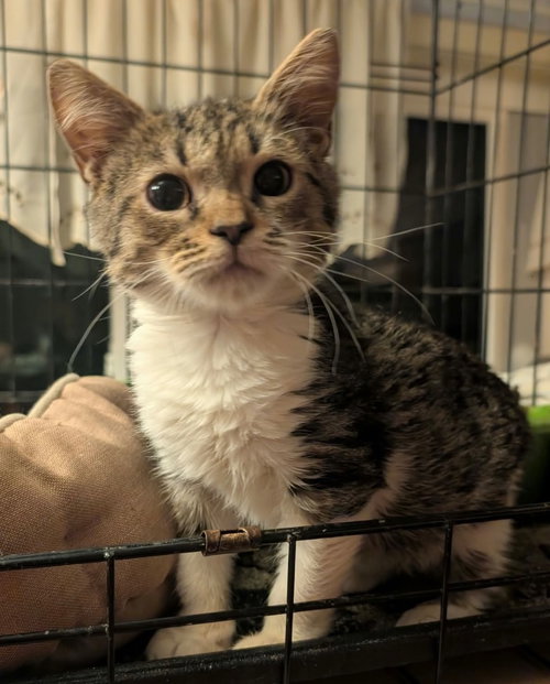 Noah, a cat for adoption from Midwest Pet Refuge