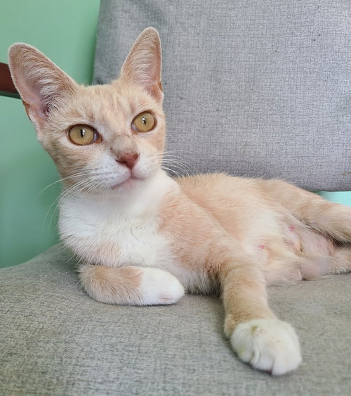Marigold, a cat for adoption from Midwest Pet Refuge
