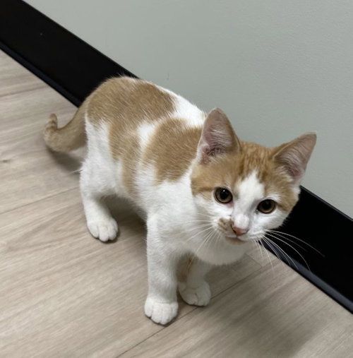 Gunnar, a cat for adoption from Midwest Pet Refuge
