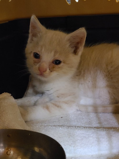 Thistle, a cat for adoption from Midwest Pet Refuge