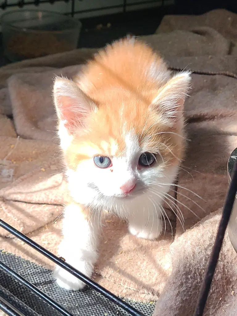 Oaklan - Domestic Short Hair