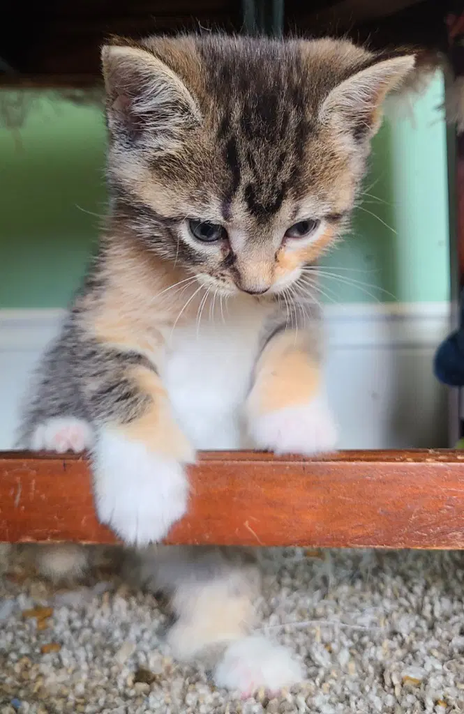 Calanthe - Domestic Short Hair
