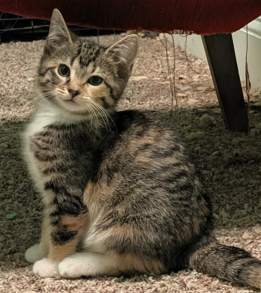 Calanthe - Domestic Short Hair
