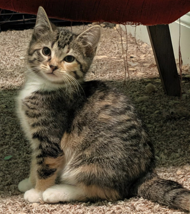 Calanthe, a female kitten up for adoption