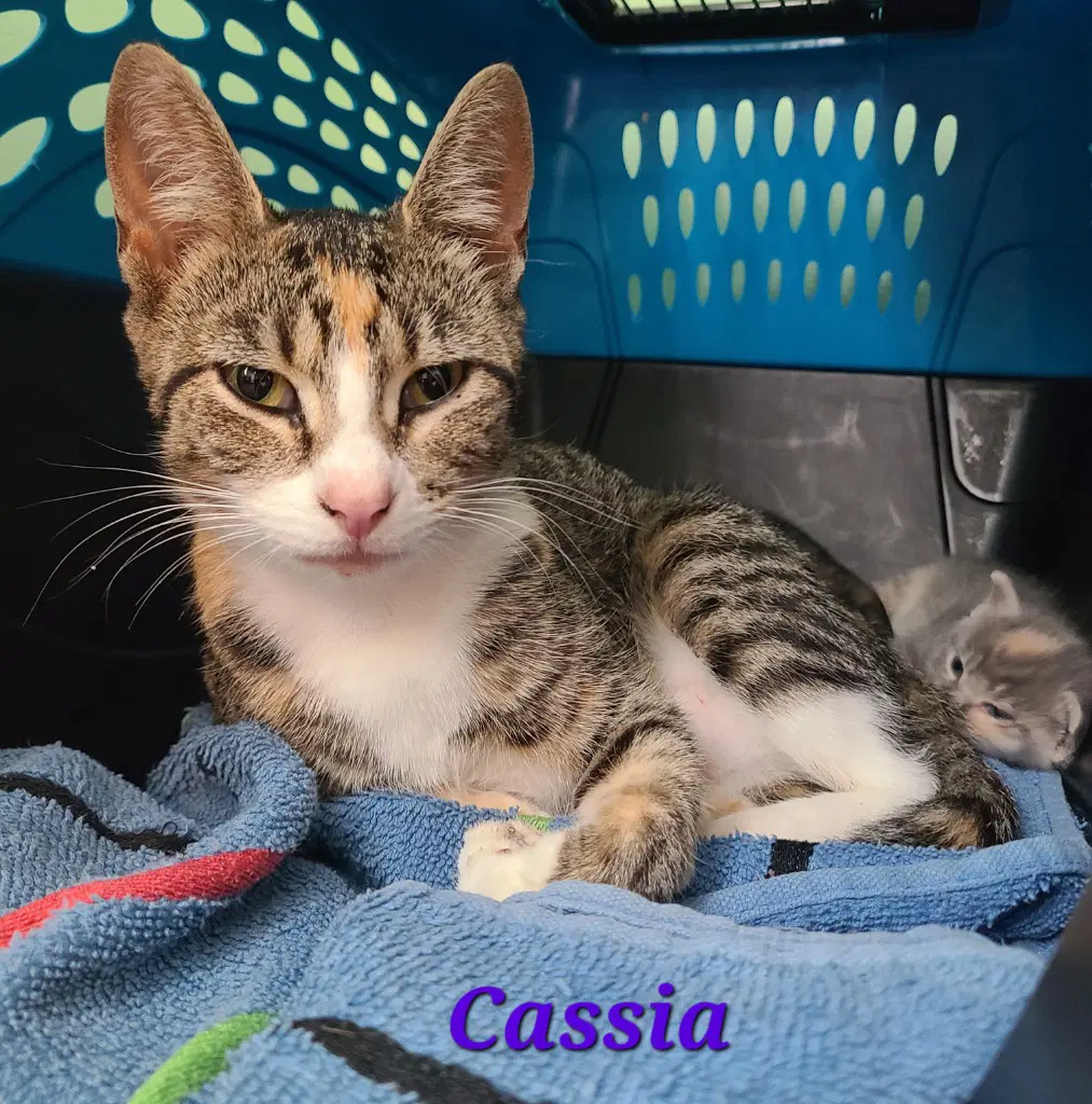 Cassia Cash-Uh - Domestic Short Hair