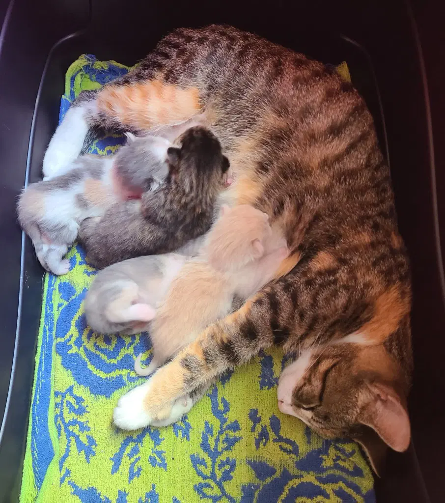 Hawthorn image 2