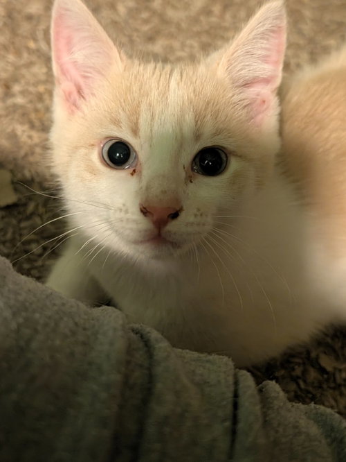 Hawthorn, a male kitten up for adoption
