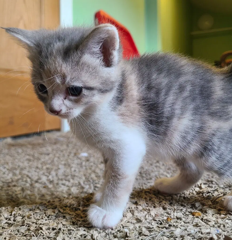 Verbena - Domestic Short Hair