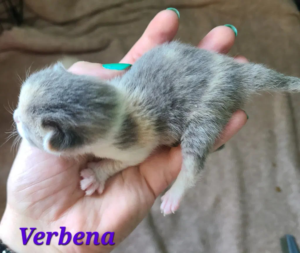 Verbena image 4