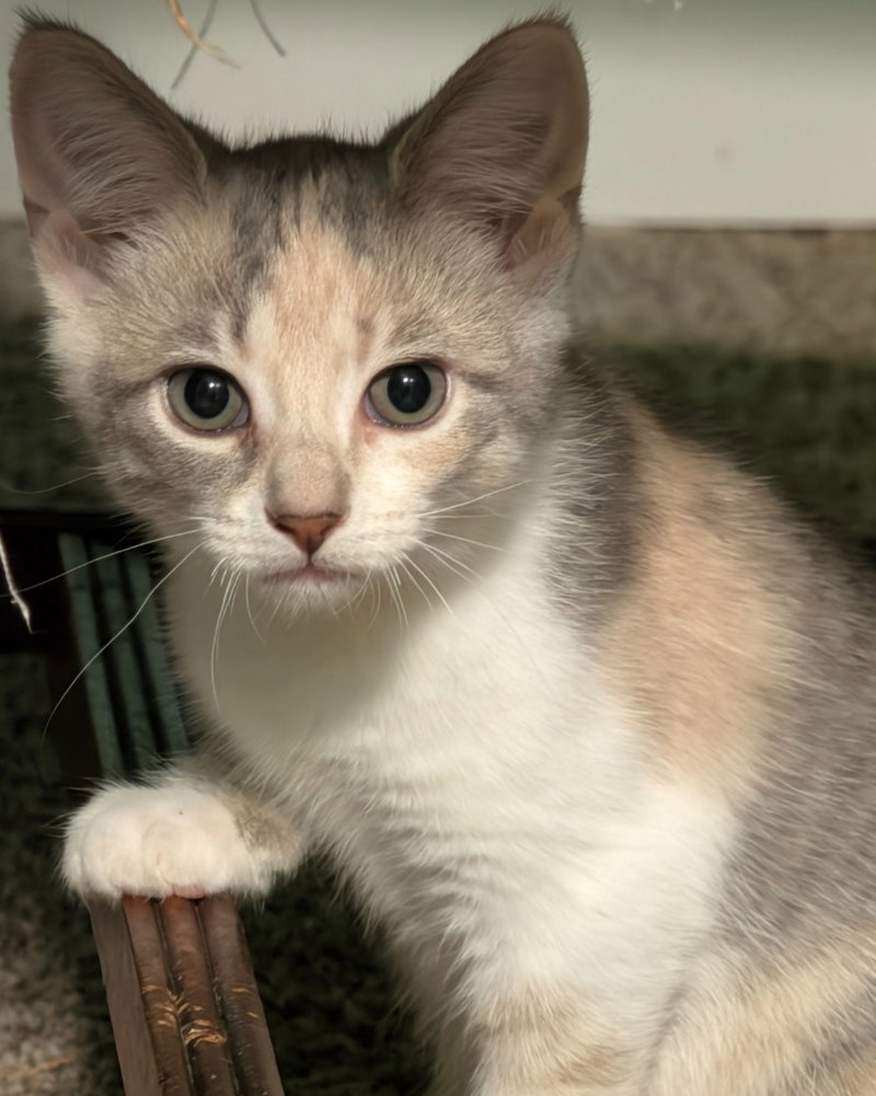 Verbena, a female kitten up for adoption
