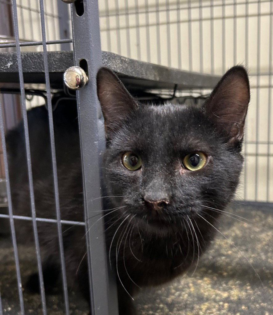 Oliver, Domestic Short Hair