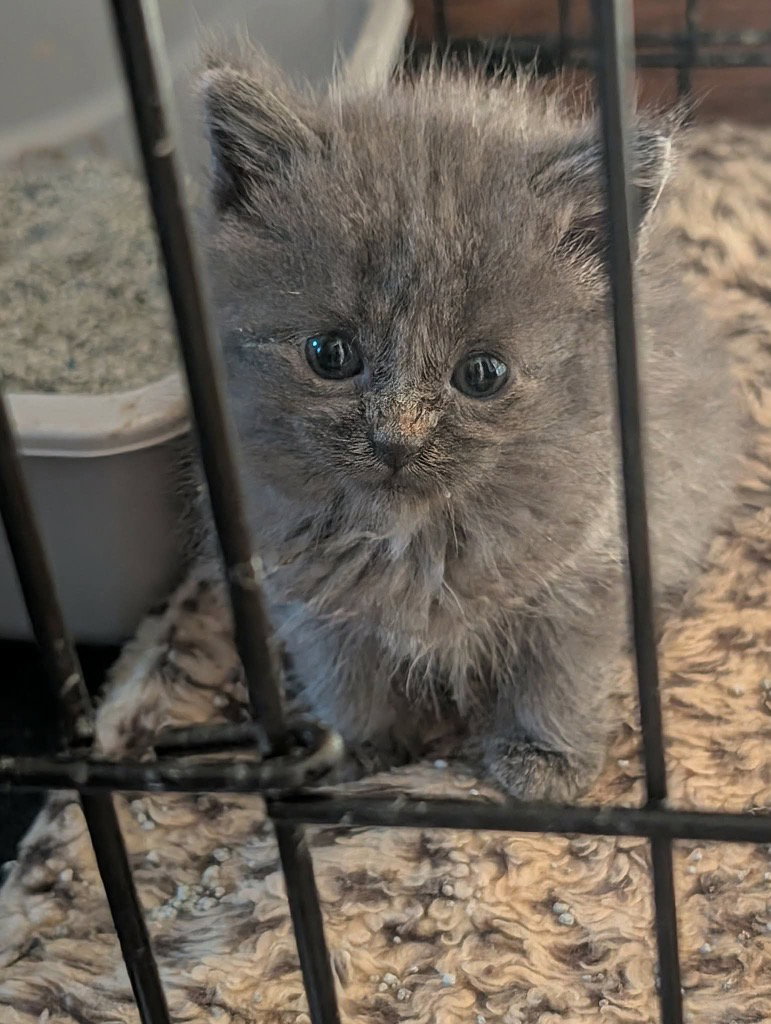 Foxtrot, Domestic Short Hair
