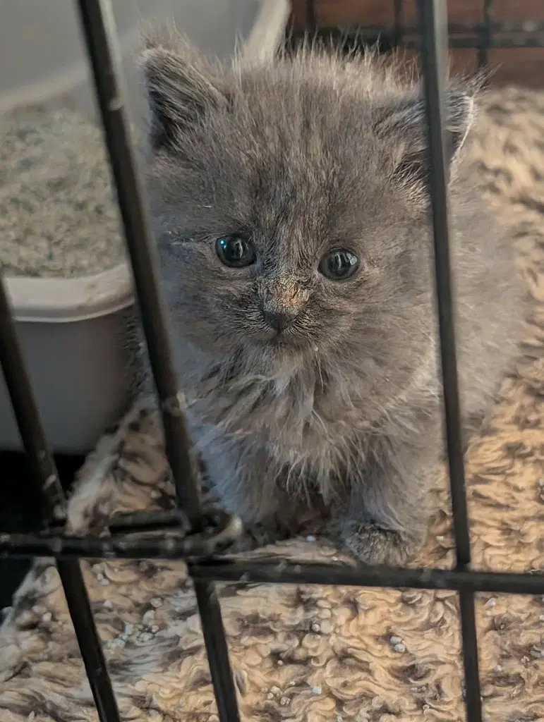 Foxtrot - Domestic Short Hair