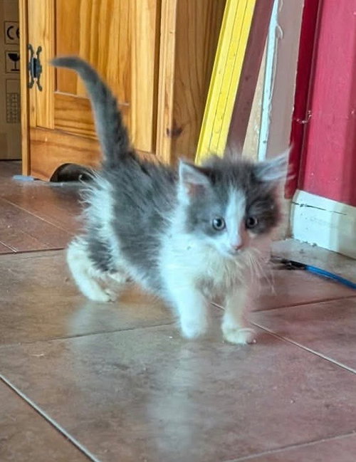 Tango, a female kitten up for adoption