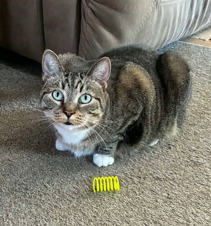 Snickers (fka Sarabi), Domestic Short Hair