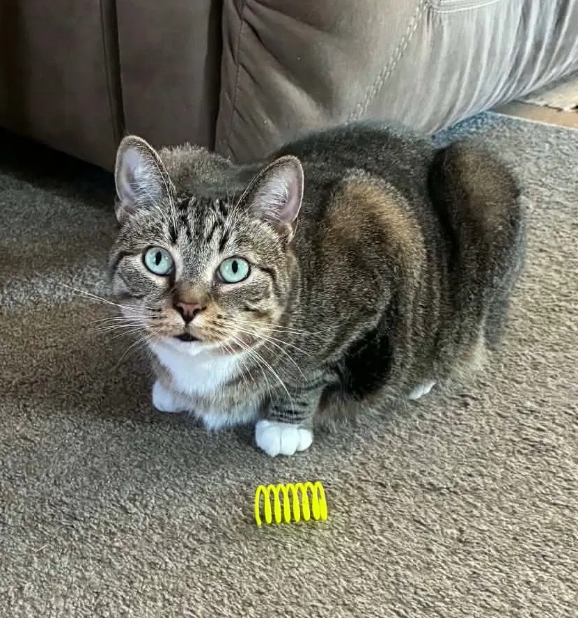 Snickers Fka Sarabi - Domestic Short Hair