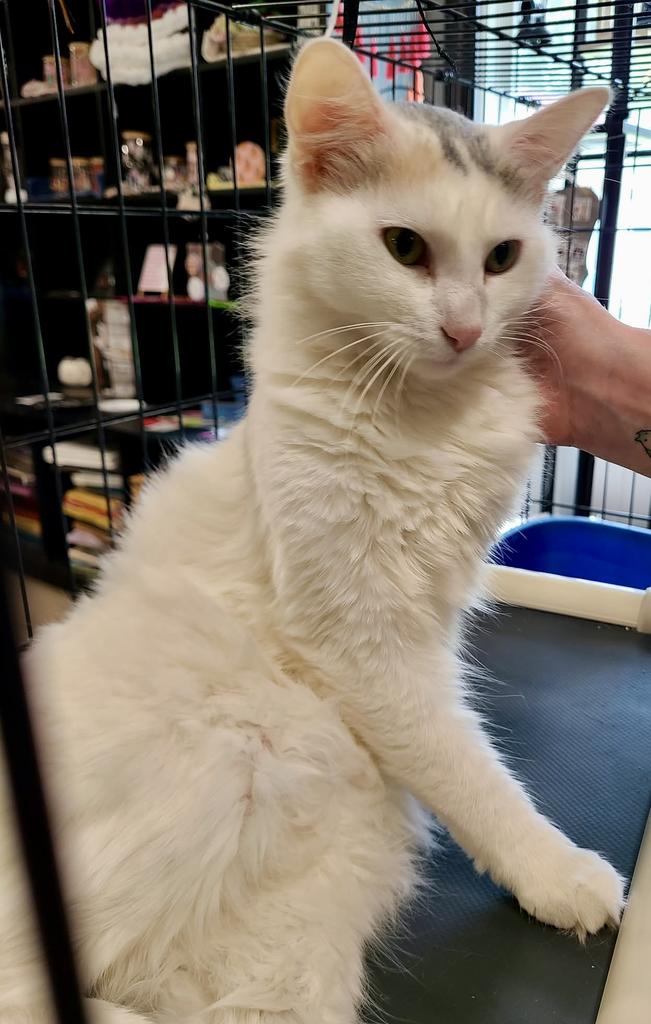 Frosting, Domestic Long Hair
