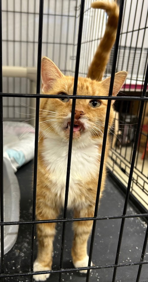 Malibu, a cat for adoption from Midwest Pet Refuge
