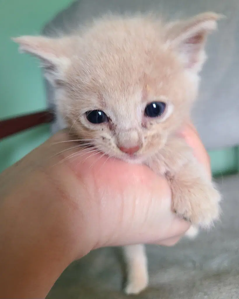 Clover - Domestic Short Hair