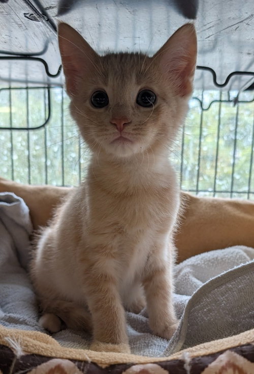 Clover, a male kitten up for adoption