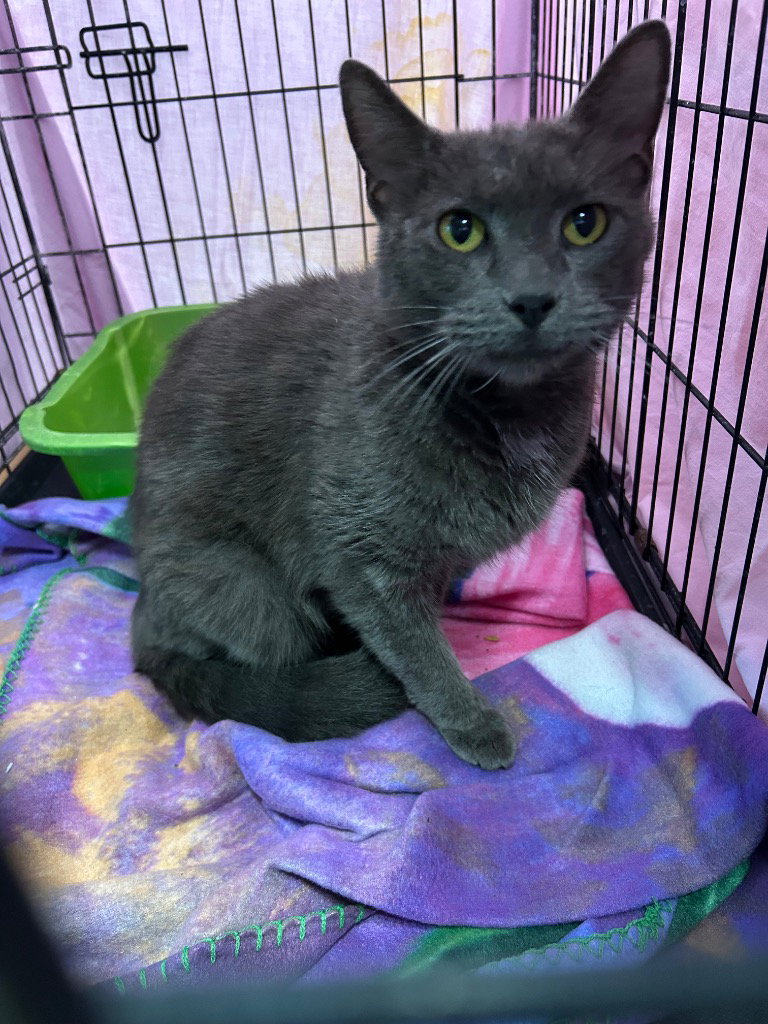 Primrose, Domestic Short Hair