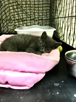 Primrose, photo 3