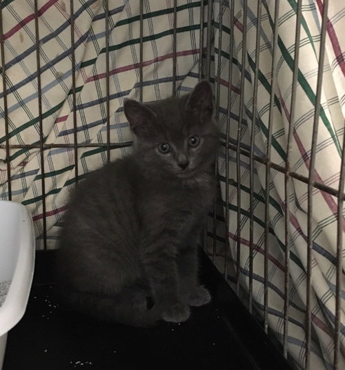 Photo 4 of Primrose