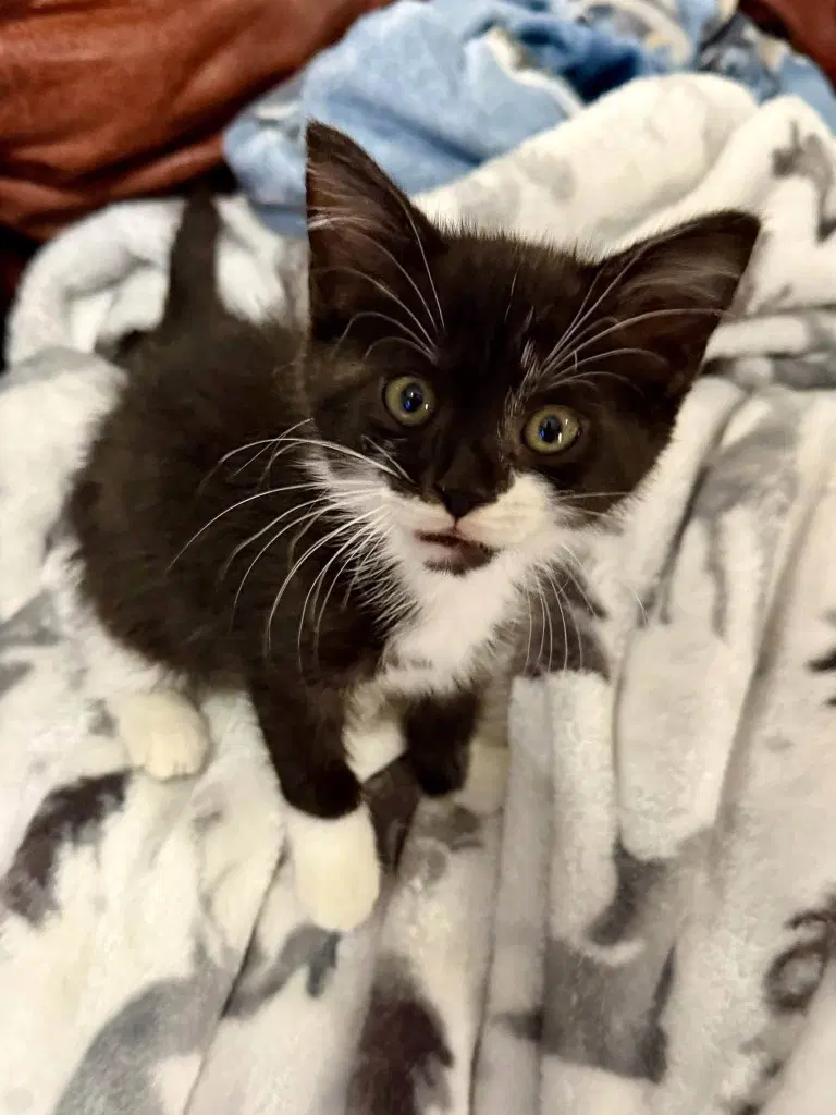 Amazon - Domestic Short Hair