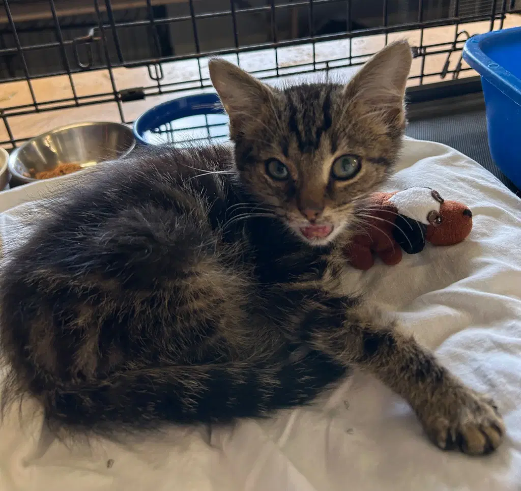 Mercy - Domestic Short Hair