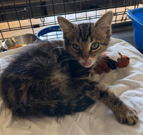 Mercy, a cat for adoption from Midwest Pet Refuge