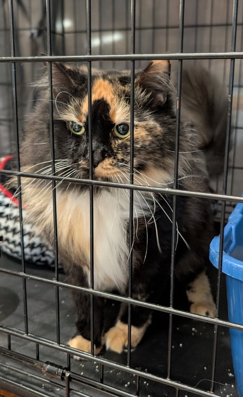 Fern (FKA Mischief), a cat for adoption from Midwest Pet Refuge