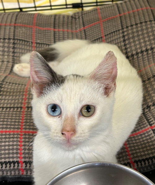 Bowie, a cat for adoption from Midwest Pet Refuge