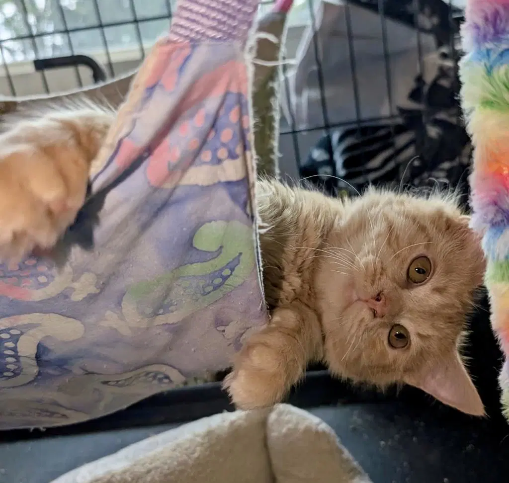 Cider - Domestic Short Hair
