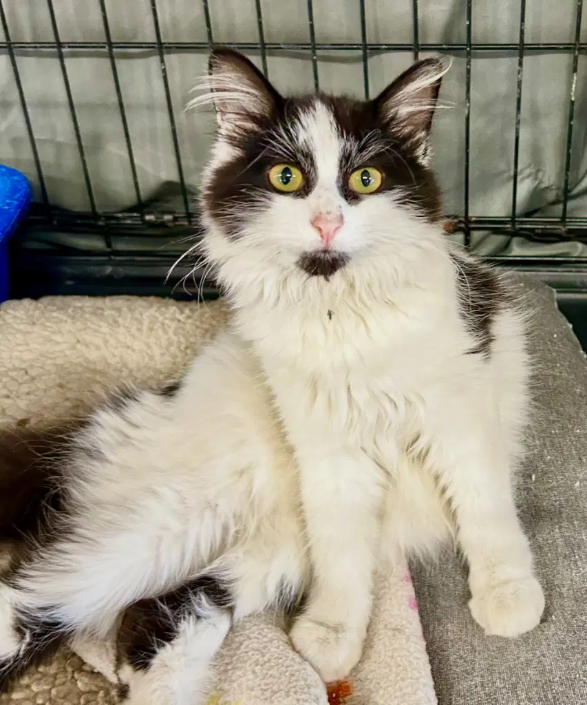 Pie - Domestic Long Hair