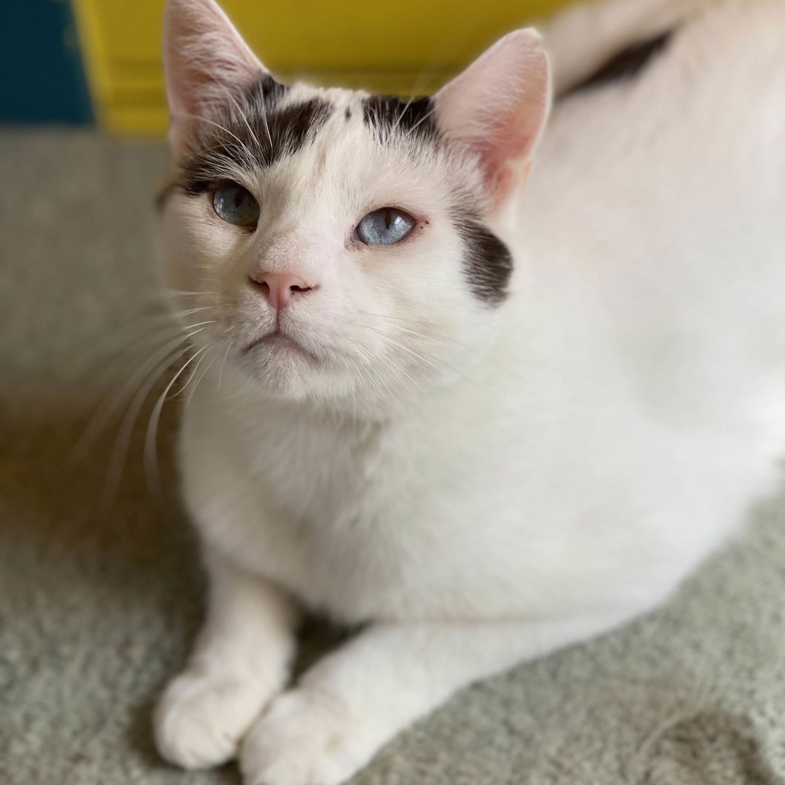 Cats for Adoption in Corte Madera, California | Alpha Paw